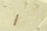 Detailed Crane Fly (Tipulidae) Fossil - Green River Formation #360281-1